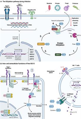 Proteomics Mapping of the ISGylation Landscape in Innate Immunity